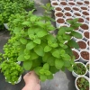Bạc hà táo (Apple Mint) cỡ lớn - Cây gia vị, decor cocktail, tinh dầu, giảm 65k