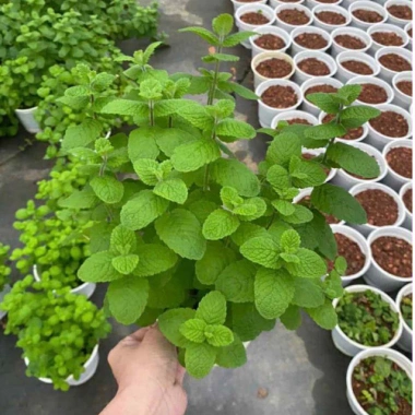 Bạc hà táo (Apple Mint) cỡ lớn - Cây gia vị, decor cocktail, tinh dầu, giảm 65k