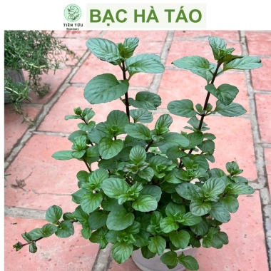 Bạc hà táo (Apple Mint) cỡ lớn - Cây gia vị, decor cocktail, tinh dầu, giảm 65k