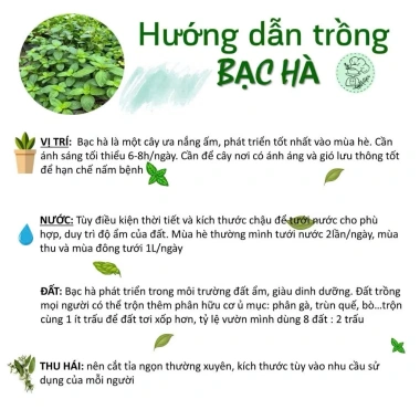 Bạc hà táo (Apple Mint) cỡ lớn - Cây gia vị, decor cocktail, tinh dầu, giảm 65k