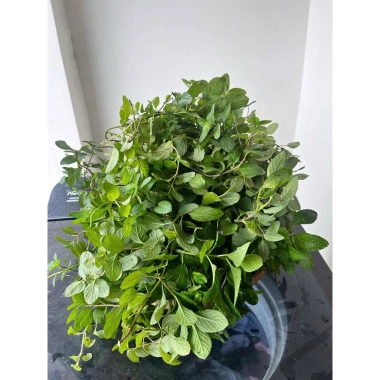 Bạc hà táo (Apple Mint) cỡ lớn - Cây gia vị, decor cocktail, tinh dầu, giảm 65k