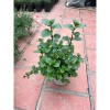 Bạc hà táo (Apple Mint) cỡ lớn - Cây gia vị, decor cocktail, tinh dầu, giảm 65k 5