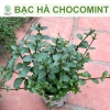 Bạc hà táo (Apple Mint) cỡ lớn - Cây gia vị, decor cocktail, tinh dầu, giảm 65k 6