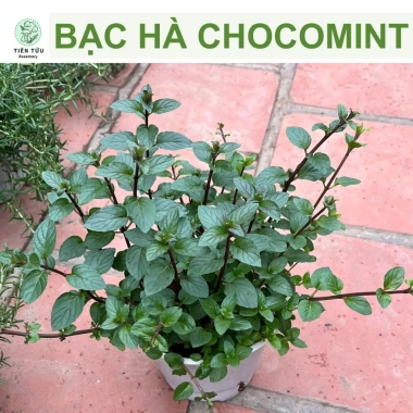 Bạc hà táo (Apple Mint) cỡ lớn - Cây gia vị, decor cocktail, tinh dầu, giảm 65k