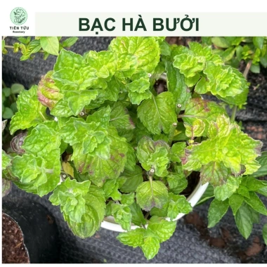 Bạc hà táo (Apple Mint) cỡ lớn - Cây gia vị, decor cocktail, tinh dầu, giảm 65k