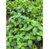 Bạc hà táo (Apple Mint) cỡ lớn - Cây gia vị, decor cocktail, tinh dầu, giảm 65k 8