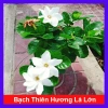 Bạch thiên hương Thái lá lớn - Hoa to, hương thơm lâu tàn, giảm còn 55.000đ