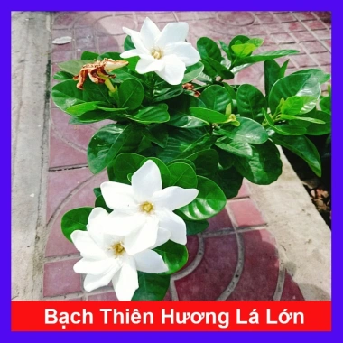 Bạch thiên hương Thái lá lớn - Hoa to, hương thơm lâu tàn, giảm còn 55.000đ