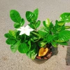 Bạch thiên hương Thái lá lớn - Hoa to, hương thơm lâu tàn, giảm còn 55.000đ 2