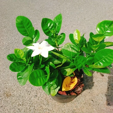Bạch thiên hương Thái lá lớn - Hoa to, hương thơm lâu tàn, giảm còn 55.000đ