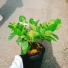 Bạch thiên hương Thái lá lớn - Hoa to, hương thơm lâu tàn, giảm còn 55.000đ 3
