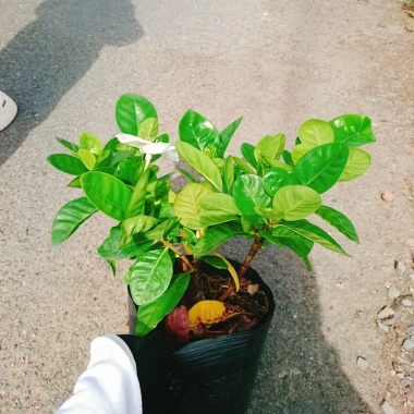 Bạch thiên hương Thái lá lớn - Hoa to, hương thơm lâu tàn, giảm còn 55.000đ 3 Bạch thiên hương Thái lá lớn - Hoa to, hương thơm lâu tàn, giảm còn 55.000đ 3