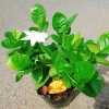 Bạch thiên hương Thái lá lớn - Hoa to, hương thơm lâu tàn, giảm còn 55.000đ 5