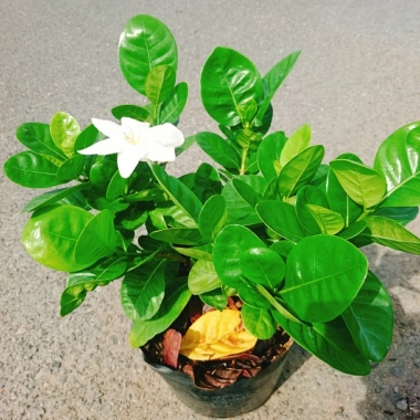 Bạch thiên hương Thái lá lớn - Hoa to, hương thơm lâu tàn, giảm còn 55.000đ