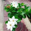 Bạch thiên hương Thái lá lớn - Hoa to, hương thơm lâu tàn, giảm còn 55.000đ 6
