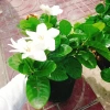 Bạch thiên hương Thái lá lớn - Hoa to, hương thơm lâu tàn, giảm còn 55.000đ 7