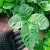 Bạch thiên hương Thái lá lớn - Hoa to, hương thơm lâu tàn, giảm còn 55.000đ 8