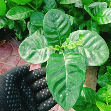 Bạch thiên hương Thái lá lớn - Hoa to, hương thơm lâu tàn, giảm còn 55.000đ