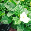 Bạch thiên hương Thái lá lớn - Hoa to, hương thơm lâu tàn, giảm còn 55.000đ 9