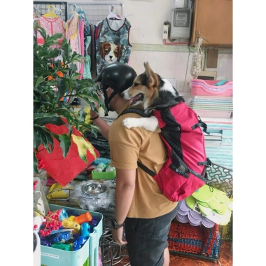 Balo đeo bé chó to 8-20kg – Siêu nhẹ, thoải mái, giá chỉ 380.000đ (giá gốc 482.600đ) 3 Balo đeo bé chó to 8-20kg – Siêu nhẹ, thoải mái, giá chỉ 380.000đ (giá gốc 482.600đ) 3