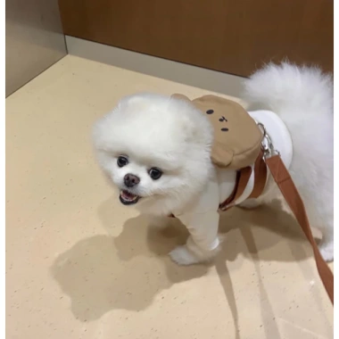 Balo gấu nâu cute đi chơi, đựng đồ kèm dây đắt cho thú cưng - Giá giảm 20% 3