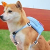 Balo siêu nhẹ có dây dắt thú cưng - Tiện dụng, giảm giá 154k, phù hợp đi dạo 4