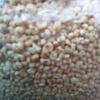 Bán sỉ 1kg Ngô Nếp Sấy Giòn, Ngô Cay Trắng Truyền Thống - Giòn Tan, Thơm Ngon, Giá 42.000₫ 6