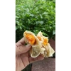 Bánh Pía Xưa 1/2 Trứng T - Ngon Giòn Tan, Giá Chỉ 47.000₫ (Giảm tới 13.630₫) 6