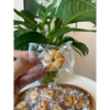 Bánh quy bông mai 1kg nhân mứt khóm, chua ngọt - Giá chỉ 56k Thế Giới Ăn Vặt 5