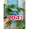Banner Tag Chúc Mừng 8/3, 20/10, 20/11 và Ngày Nhà Giáo - 20 chiếc, chỉ 23.000₫ 4