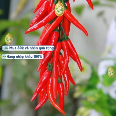 Bao bì gốc 500 hạt nhập khẩu - Hạt giống ớt chỉ thiên siêu cay, siêu trái K035 29.000đ 3