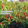 Bao bì gốc 500 hạt nhập khẩu - Hạt giống ớt chỉ thiên siêu cay, siêu trái K035 29.000đ 4