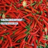 Bao bì gốc 500 hạt nhập khẩu - Hạt giống ớt chỉ thiên siêu cay, siêu trái K035 29.000đ 7