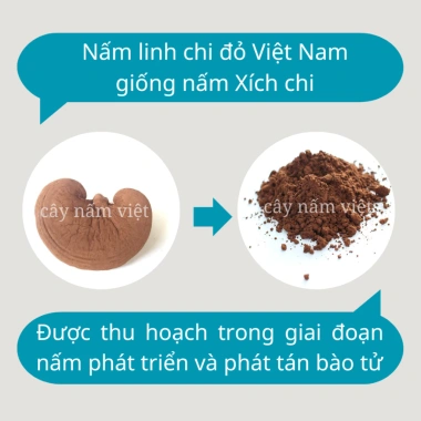 Bào tử nấm linh chi đỏ 99,9% 100g - Tăng sức đề kháng, giảm mệt mỏi, giá chỉ 230.000 VND