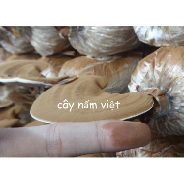 Bào tử nấm linh chi đỏ 99,9% 100g - Tăng sức đề kháng, giảm mệt mỏi, giá chỉ 230.000 VND