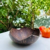Bát dừa & Đĩa dừa hoa sen - Đồ dùng ăn vặt, hạt khô, mứt, chè, salad, giảm giá còn 15.000₫ 3