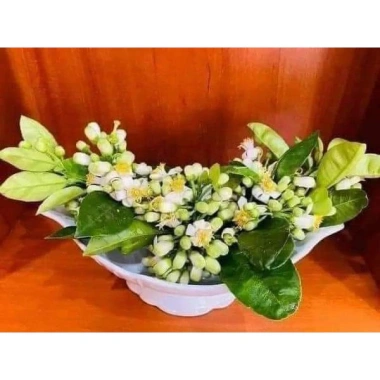 Bát Đựng Gà Thắp Hương Sứ Cao Cấp Bát Tràng Men Trắng Loại 1 Giá ưu đãi 44.000₫