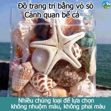 Bể Cá Trang Trí Vỏ Sao Biển Conch Đại Dương - Bộ Cảnh Quan Đồ Trang Trí Quà Tặng 251.940 VND