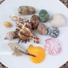 Bể Cá Trang Trí Vỏ Sao Biển Conch Đại Dương - Bộ Cảnh Quan Đồ Trang Trí Quà Tặng 251.940 VND 4