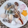 Bể Cá Trang Trí Vỏ Sao Biển Conch Đại Dương - Bộ Cảnh Quan Đồ Trang Trí Quà Tặng 251.940 VND 5