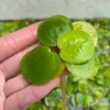 Bèo Nhật bể thuỷ sinh lọc nước, tạo Oxy, dễ trồng 1/5/10 cây, giao Hà Nội, giá 12.000₫ 2