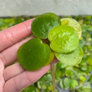 Bèo Nhật bể thuỷ sinh lọc nước, tạo Oxy, dễ trồng 1/5/10 cây, giao Hà Nội, giá 12.000₫ 2