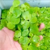 Bèo Nhật bể thuỷ sinh lọc nước, tạo Oxy, dễ trồng 1/5/10 cây, giao Hà Nội, giá 12.000₫ 3