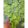 Bèo Tấm Thuỷ Sinh Trang Trí Bể Cá - Đẹp mắt, Dễ lắp đặt, Giá chỉ 9.000đ