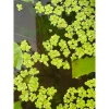 Bèo Tấm Thuỷ Sinh Trang Trí Bể Cá - Đẹp mắt, Dễ lắp đặt, Giá chỉ 9.000đ 5