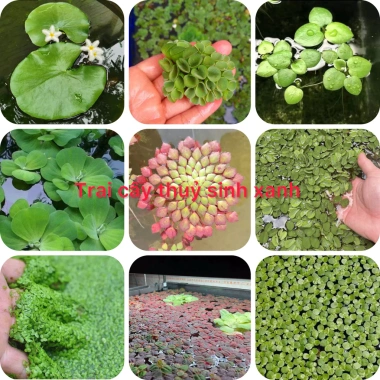 Bèo Thuỷ Sinh đa dạng (tai chuột, tổ ong, Nhật, rễ đỏ…) - Trang trí & lọc nước, chỉ 15.000đ