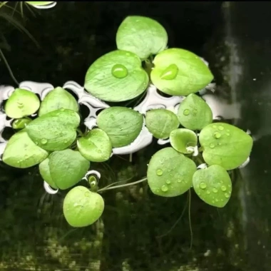 Bèo Thuỷ Sinh đa dạng (tai chuột, tổ ong, Nhật, rễ đỏ…) - Trang trí & lọc nước, chỉ 15.000đ 4 Bèo Thuỷ Sinh đa dạng (tai chuột, tổ ong, Nhật, rễ đỏ…) - Trang trí & lọc nước, chỉ 15.000đ 4