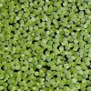 Bèo Thuỷ Sinh đa dạng (tai chuột, tổ ong, Nhật, rễ đỏ…) - Trang trí & lọc nước, chỉ 15.000đ 6