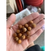 Bi gắn nóc và chân lồng chim chào mào cao cấp tre già - 1 viên 6.000đ 2