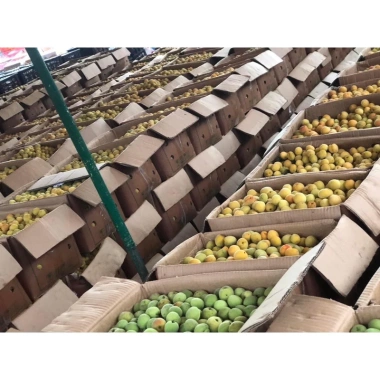 Bình 5 lít mơ ngâm đường sỉ - Giá chỉ 280.000 VNĐ, giảm mạnh so với 355.600